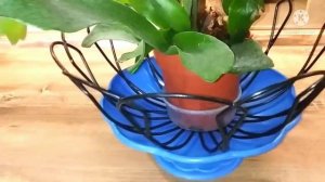 Мой папоротник Платицериум или Оленьи рога. ???