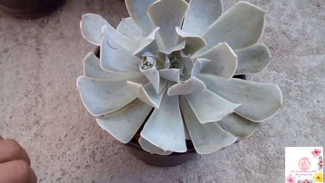 #Miecheveriapreferida / Echeveria Runyonii San Carlos смотреть онлайн