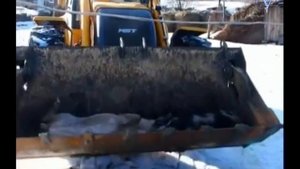 Страшный вирус без прикрас. Африканская чума свиней