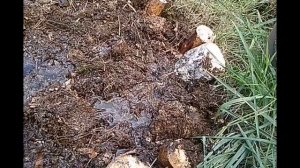 Посадка голубики сорт Река (Reka) на бревна