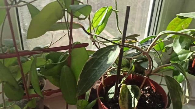 Квітконоси на хойях🍃💮 Неприємність з Альфою 🐕🦺 смотреть онлайн