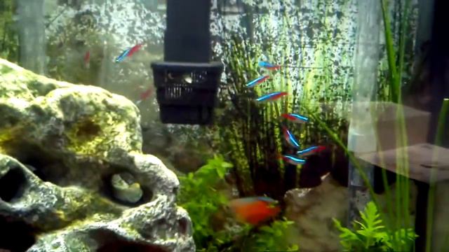 46 gallon bow front freshwater 2012-10-21.mp4 смотреть онлайн