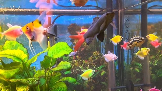 Тернеция Глофиш и другие жители моего аквариума смотреть онлайн