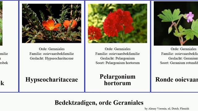 Bedektzadigen, orde Geraniales ooievaarsbek angiosperms Zachte Roze Campfire Rozenpelargonium смотреть онлайн