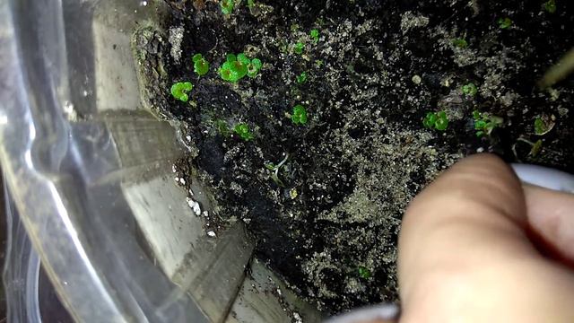 Бегония.Эксперимент удался смотреть онлайн