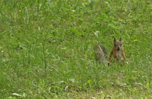 Тихий час в лагере. Нас посетило вдохновение и белочка 🐿