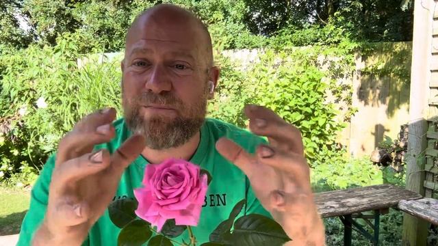 Personal review of shrub” Claire Marshall” ￼ from @harknessroses4035 #gardenerben смотреть онлайн