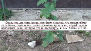 ВИНОГРАД  ПРИ ВХОДЕ В ОСЕНЬ. ЧТО ДЕЛАЕМ и ПОЧЕМУ