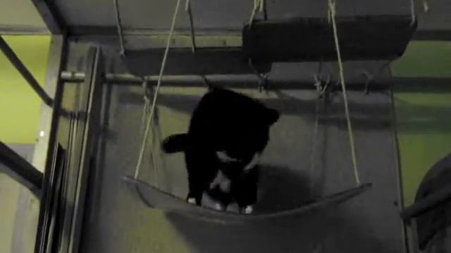 Кошка Котя - и головой об стену ... смотреть онлайн