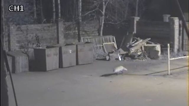 Лиса на даче. Камера видеонаблюдения смотреть онлайн