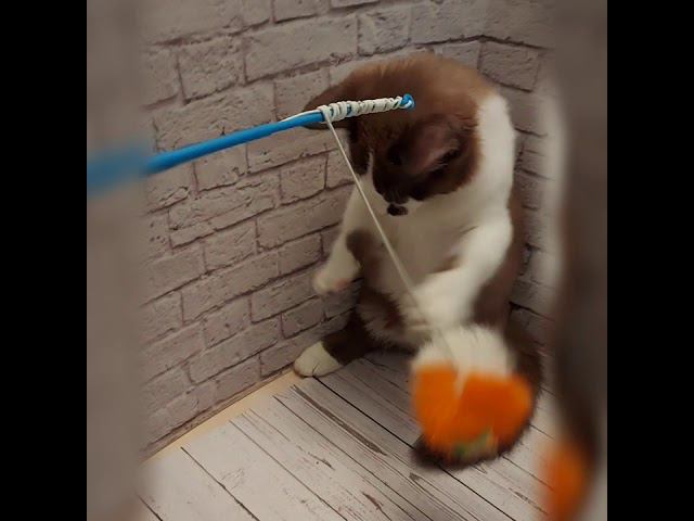 Ричи, малыш - кошко-такса смотреть онлайн