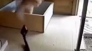 кот царь зверей