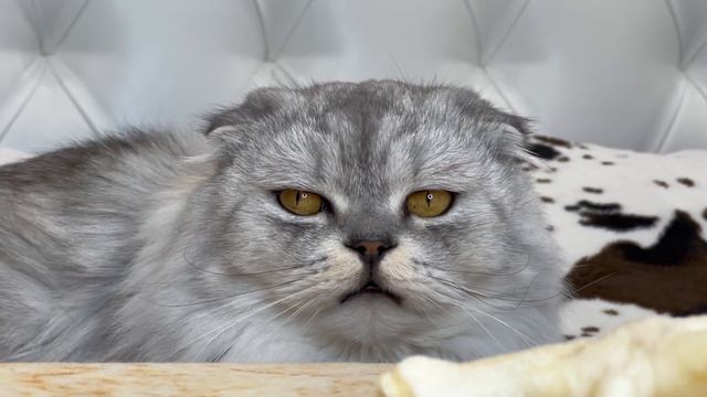 ЧЕЛЛЕНДЖ НА ТЕРПЕНИЕ ДЛЯ КОТОВ | НЕ ЕШЬ ПОКА Я НЕ ПРИДУ смотреть онлайн