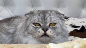 ЧЕЛЛЕНДЖ НА ТЕРПЕНИЕ ДЛЯ КОТОВ | НЕ ЕШЬ ПОКА Я НЕ ПРИДУ