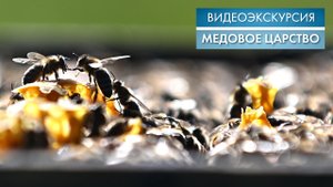 Медовое царство | Видеоэкскурсия