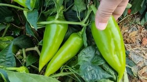 Перец Ариадни в неотапливаемой теплице, состояние на 8 ноября 2023 год. Краснодарский край