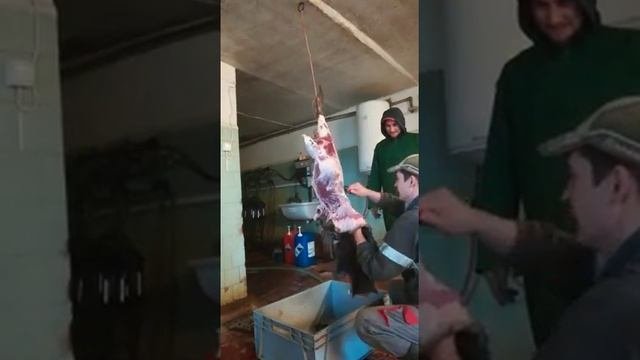 Ошкуривание и разделка бобра.Охотничьи трофеи - Охота брат, охота .