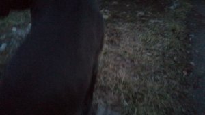 Арта и Рекс 2022 года.