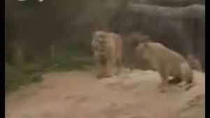 Львы не поделили территорию с тиграми