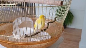 КУПАНИЕ КАНАРЕЙКИ!!!???