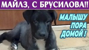 МАЙЛЗ, наш  5-й мушкетер с Брусилова! Поможем ему НАЙТИ ДОМ, друзья, ПРОШУ РЕПОСТЫ ❗❗