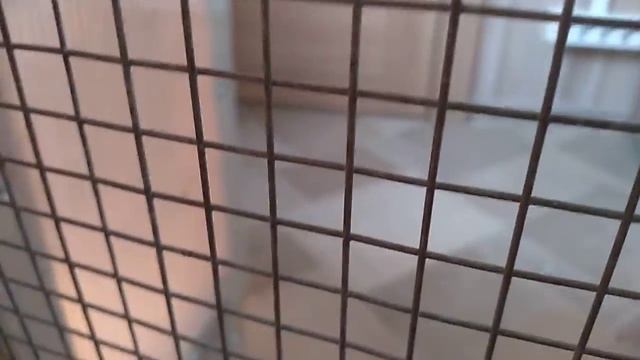 Цыплята от 0 до 30 дней.Пропойка.Содержание.