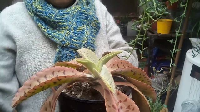 # Reto 6 plantitas con nombres de animales смотреть онлайн