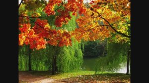 Дмитрий TV. Клип "Новая любовь". На песню Анастасии Трианны.