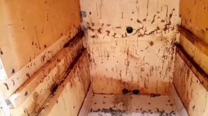 Размещение полыни у пчёл в зиму. Какой эффект пчёлам от полыни горькой. Видео-ответ.