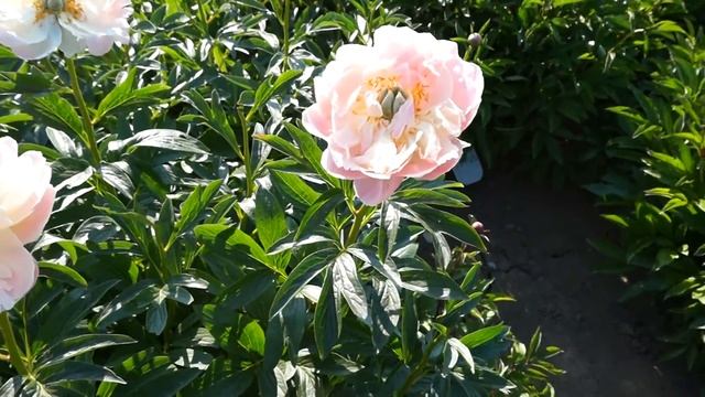 Пион CORAL SUNSET 18.05.2015 смотреть онлайн