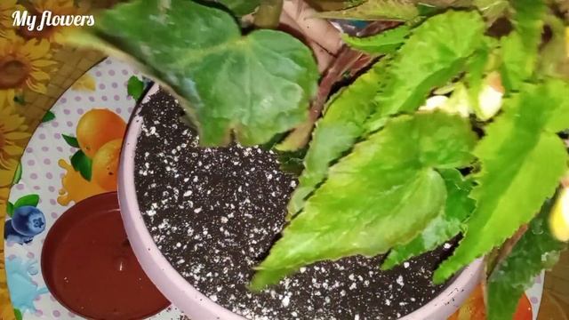 Ампельная бегония.Уход в домашних условиях летом и зимой
