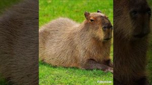 Крутая песня про капибару (Сто-Личный Она-Нас)#kapibara #music #song #rek