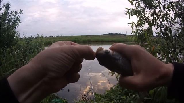 Карась на чуткую оснастку Вечерняя зорька смотреть онлайн