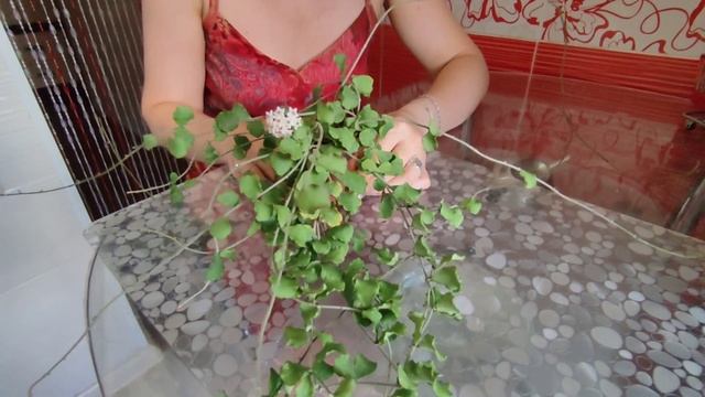 Хойя Kanyakumariana | первое цветение | обзор смотреть онлайн