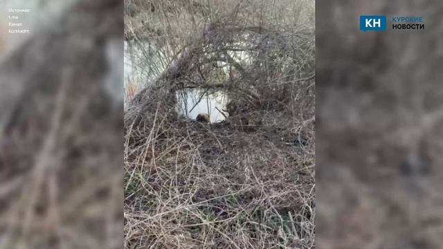 В Курской области заблудившегося бобра вернули в естественную среду обитания