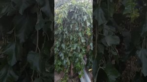 шелковица привитая на штамбе#ПовислаяШелковица#ЖиваяИзгородь#Беседка