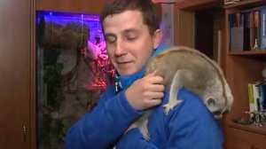 Домашний Лемур