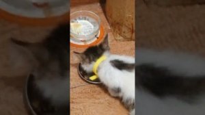 у Холибана Кокос и Серёга а у меня Соня Марсоня