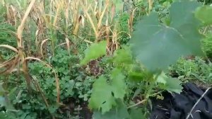 Виноград, который отбил зеленый побег от корня спустя 2 недели. Часть 2.