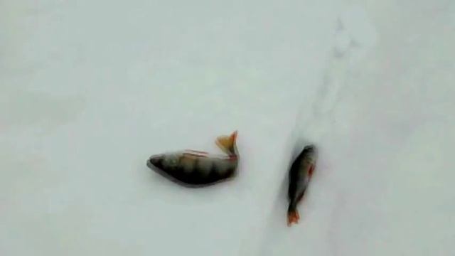 Рыбалка Сенеж 10-го февраля смотреть онлайн