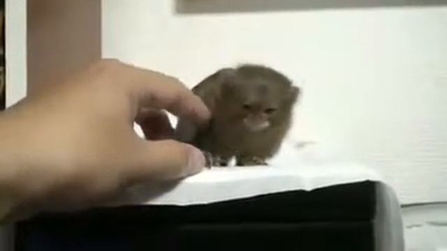 Карликовая мартышка! =
