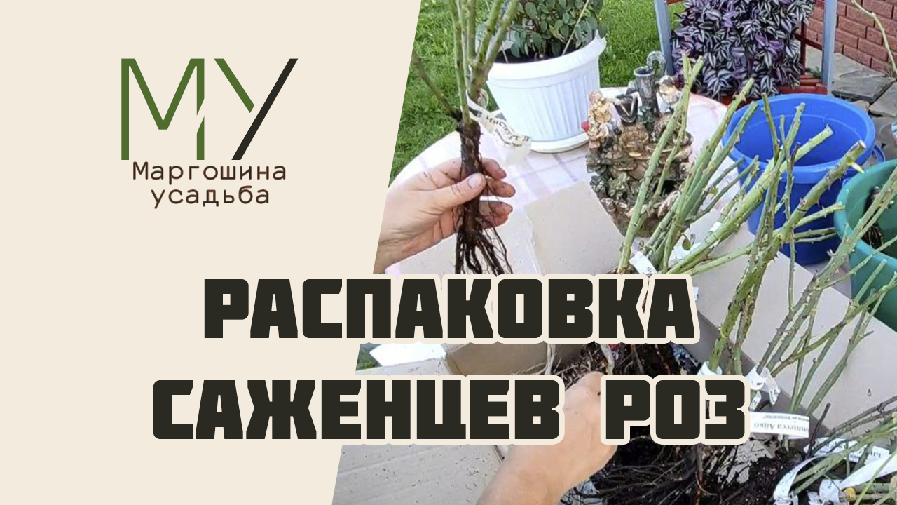 Распаковка и посадка саженцев роз