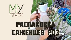 Распаковка и посадка саженцев роз