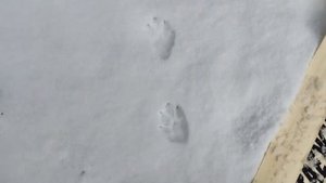 след ЗАЙЦА. как определить НАПРАВЛЕНИЕ движения. НЕ ПУТАЙ. ОХОТА на зайца. БЕЛЯК и РУСАК.