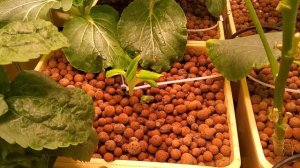 МУШМУЛА, БАНАН, МАЛЬПИГИЯ (барбадосская вишня) - новинки в аквапонике