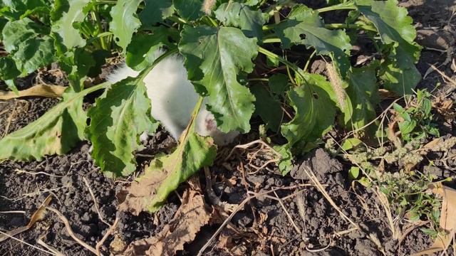 Мир прекрасен/У нас появился маленький котенок 1/Пение птиц/Звуки природы/Sounds of nature/Relax