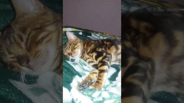 #бенгальскаякошка мрамор