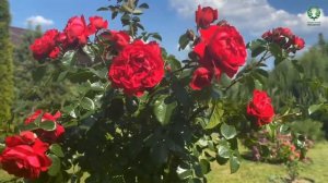 Сравниваем розы на штамбе после сильного ветра и ливня. Флорентина  и Тулуз Лотрек.