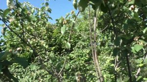 ТЕПЛИЦА ДОМИКОМ 6*3,5 / ТЕПЕРЬ ДЕЛАЕМ КРАСИВО. 1я часть