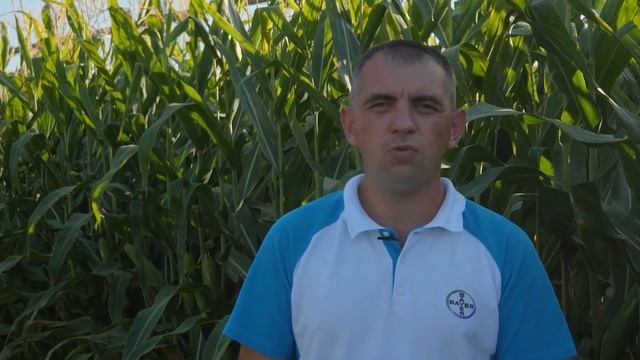 Эталон защиты кукурузы от сорняков при орошении смотреть онлайн